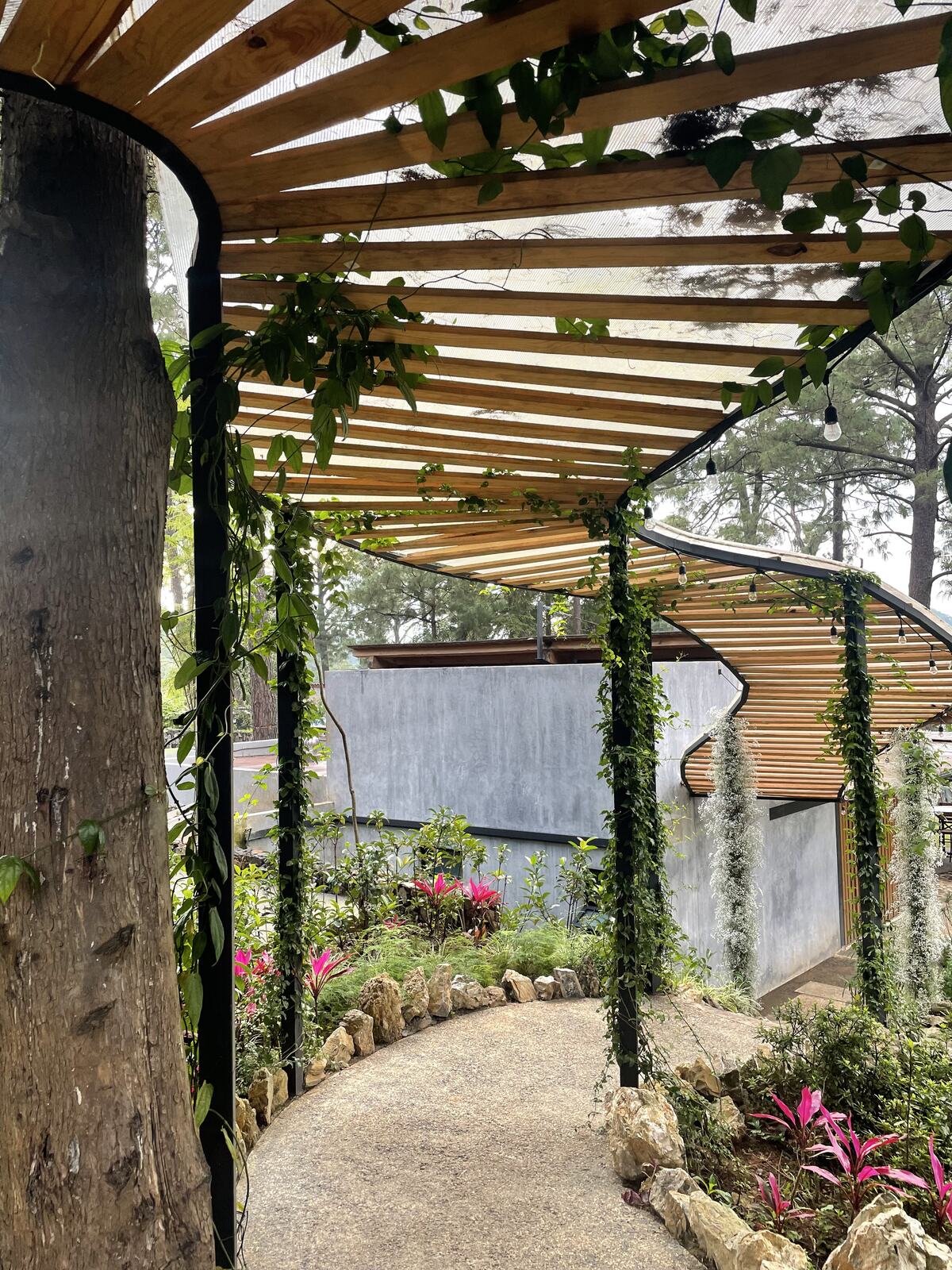 Andador bajo pérgola de madera con enredaderas
